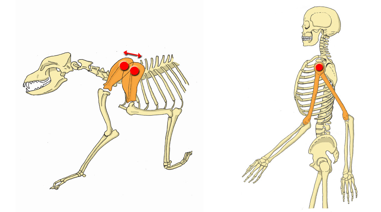 Zdroj obrázku: https://www.tierphysio-jost.ch/2018/01/22/betrachtungen-zum-norwegergeschirr/